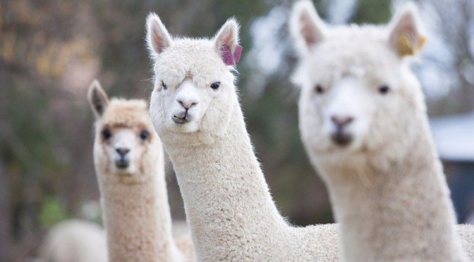 Претеризм. Это что ещё за ересь?